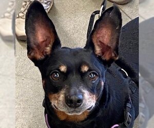 Chipin Dogs for adoption in Fairfax, VA, USA