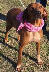 Redbone Coonhound Dogs for adoption in Jefferson, TX, USA