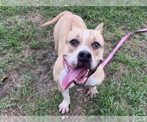 American Bulldog Dogs for adoption in Tavares, FL, USA