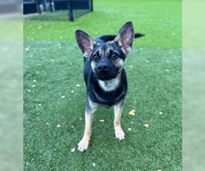 Mutt Dogs for adoption in Salinas, CA, USA