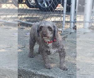 Poodle (Miniature) Dogs for adoption in Smithfield, PA, USA