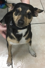 Raggle Dogs for adoption in Royal Palm Beach, FL, USA