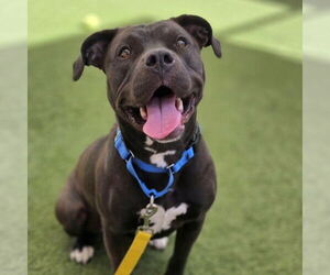 Mutt Dogs for adoption in Las Vegas, NV, USA