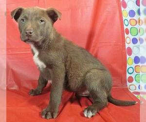 Sheprador Dogs for adoption in Griffin, GA, USA