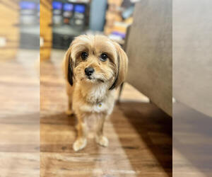 Pomeranian-Unknown Mix Dogs for adoption in Candler, NC, USA