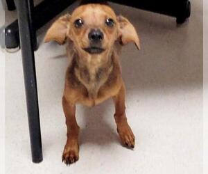 Dachshund Dogs for adoption in San Angelo, TX, USA