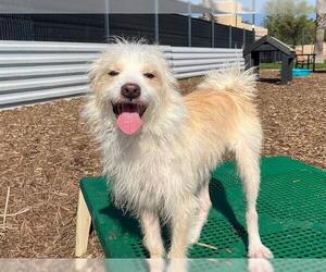 Maltese-Unknown Mix Dogs for adoption in Orange, CA, USA
