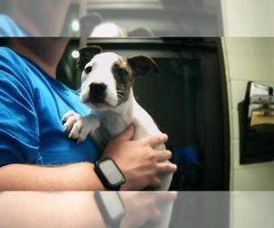 American Pit Bull Terrier-Unknown Mix Dogs for adoption in Tulsa, OK, USA