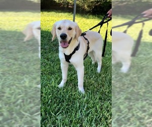 Golden Retriever Dogs for adoption in Weston, FL, USA