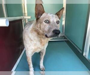 Australian Cattle Dog Dogs for adoption in Moreno Valley, CA, USA