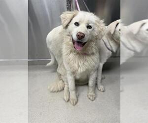 Labrenees Dogs for adoption in Fairbanks, AK, USA