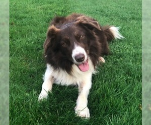 Border Collie Dogs for adoption in Albany, OR, USA