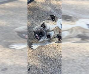 Bulldog Dogs for adoption in Houston, TX, USA