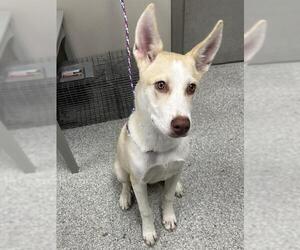 Siberian Husky-Unknown Mix Dogs for adoption in Pasadena, TX, USA