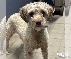 Mutt Dogs for adoption in Washington, DC, USA