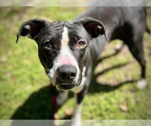 Labrador Retriever-Unknown Mix Dogs for adoption in Tallahassee, FL, USA