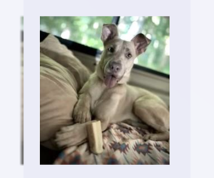 Labrador Retriever-Unknown Mix Dogs for adoption in Decatur, GA, USA