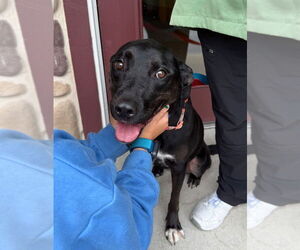 Labrador Retriever-Unknown Mix Dogs for adoption in Grafton, WI, USA