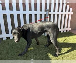Border Collie-Unknown Mix Dogs for adoption in Modesto, CA, USA