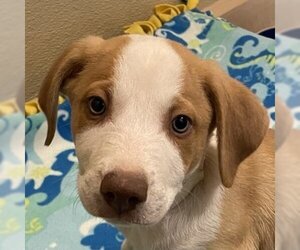 Mutt Dogs for adoption in Pleasanton, CA, USA