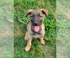 Golden Shepherd Dogs for adoption in Morrisville, NC, USA