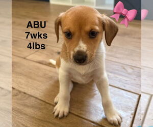 Labrador Retriever-Unknown Mix Dogs for adoption in Woodbury, NY, USA