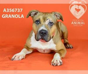 American Pit Bull Terrier Dogs for adoption in Stockton, CA, USA