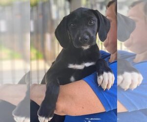 Labbe Dogs for adoption in Mankato, MN, USA