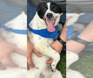 Australian Shepherd-Unknown Mix Dogs for adoption in Newfoundland, PA, USA