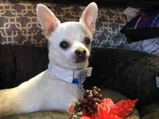Chihuahua Dogs for adoption in Grand Prairie, TX, USA