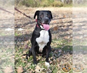 Boxador Dogs for adoption in Mt Vernon, IN, USA