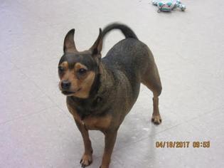Miniature Pinscher Dogs for adoption in Columbia, MD, USA