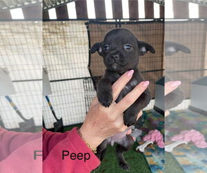 Mutt Dogs for adoption in Turlock, CA, USA