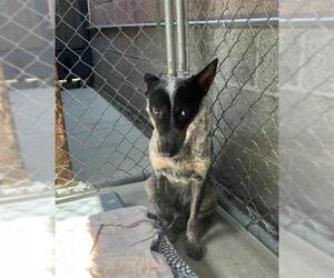 Texas Heeler Dogs for adoption in Redlands, CA, USA