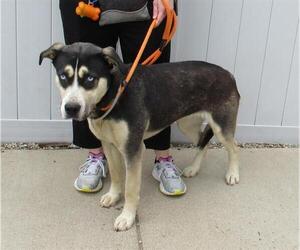 Alaskan Malamute Dogs for adoption in Louisville, KY, USA