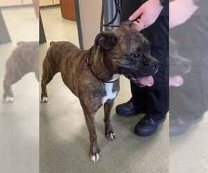 Boxer Dogs for adoption in Lee's Summit, MO, USA