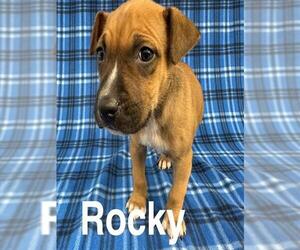 Mutt Dogs for adoption in Anchorage, AK, USA