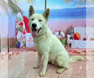 Siberian Husky Dogs for adoption in Long Beach, CA, USA