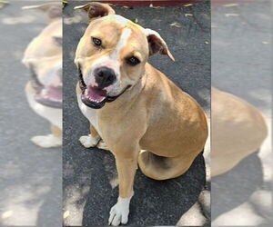 American Pit Bull Terrier Dogs for adoption in Riverside, CA, USA