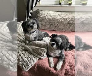 Shih Tzu Dogs for adoption in Saugatuck, MI, USA