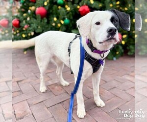 Colonial Cocker Spaniel-Retriever  Mix Dogs for adoption in Washington, DC, USA