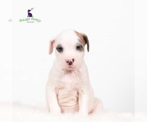 American Pit Bull Terrier-Unknown Mix Dogs for adoption in Crystal , MN, USA
