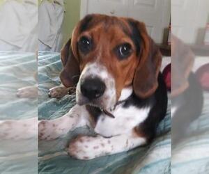 Basset Hound Dogs for adoption in Seaford, DE, USA