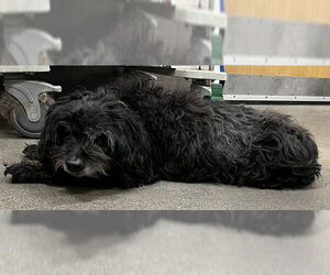 Shih Tzu Dogs for adoption in Forestville, MD, USA