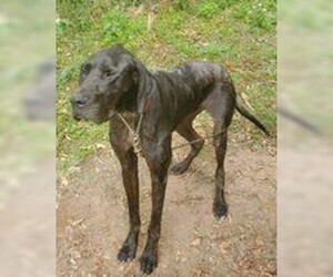 Great Dane Dogs for adoption in Newport, KY, USA