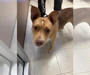 American Pit Bull Terrier-Unknown Mix Dogs for adoption in Stockton, CA, USA