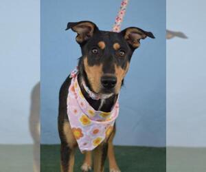 German Shepherd Dog-Unknown Mix Dogs for adoption in Bakersfield, CA, USA
