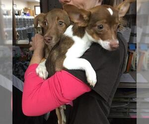 Chiranian Dogs for adoption in Martinsburg, WV, USA