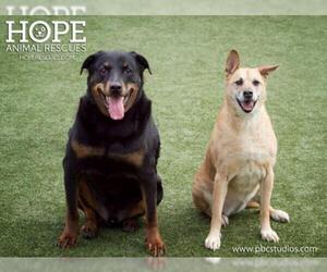 Rottweiler Dogs for adoption in Alton, IL, USA