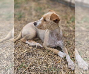 Chihuahua-Unknown Mix Dogs for adoption in Princeton, MN, USA